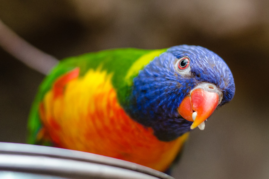 Sailing Whitsundays Hero Image For Rainbow Lorikeet, Whitsundays