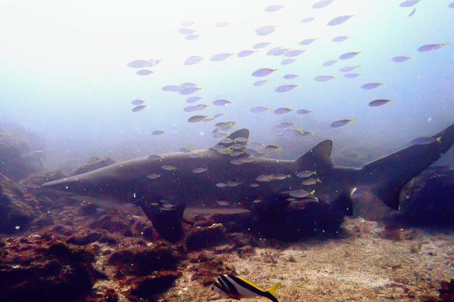 Shark, whitsundays, Grey Nurse 