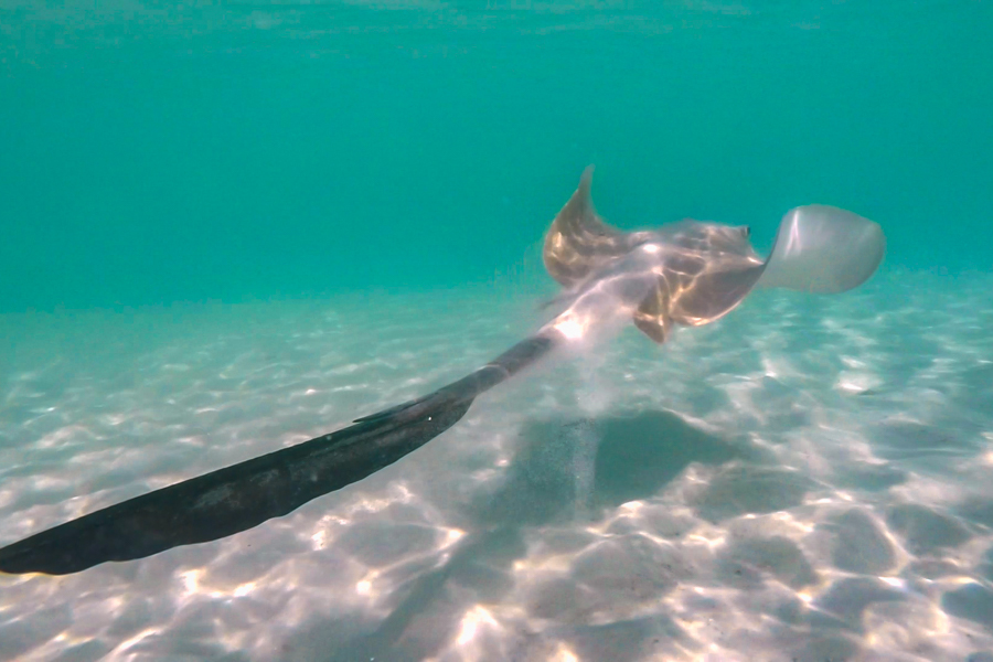 Sand, ray, whitsundays, whitehaven