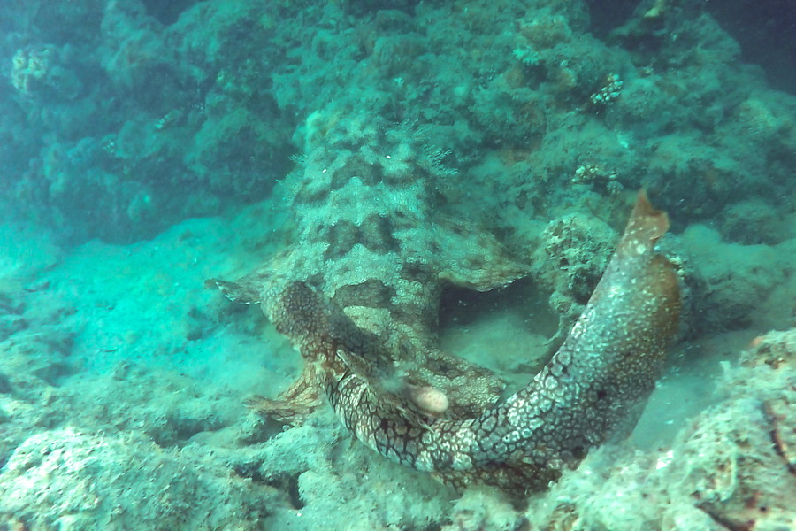 Wobbegong, whitsundays, 