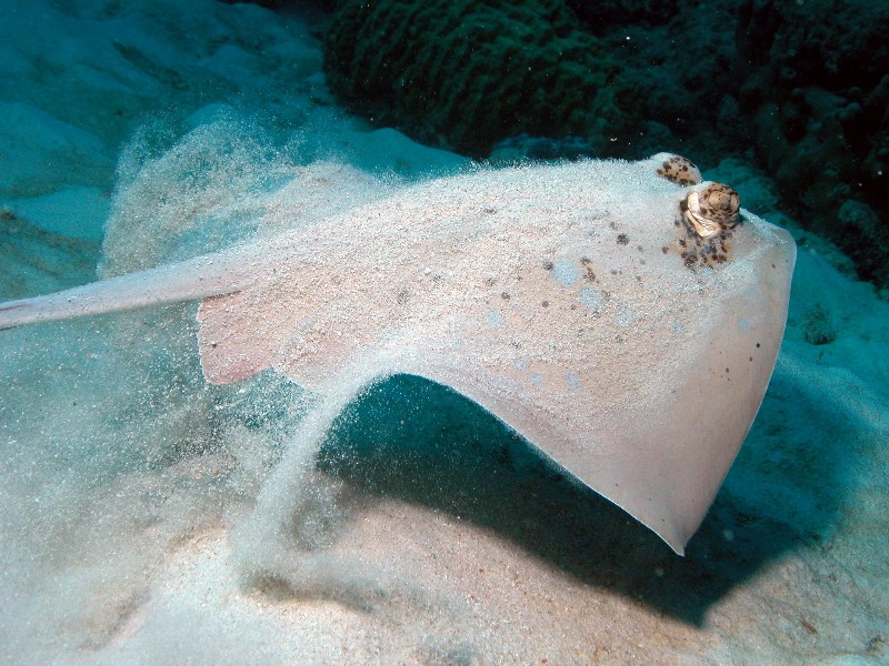 Blue spotted Ray, Whitsundays