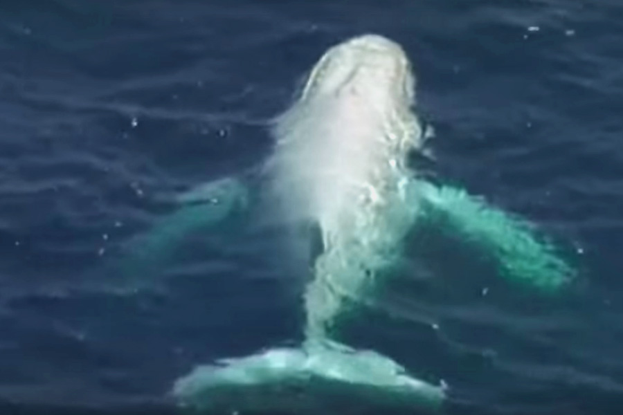 Sailing Whitsundays Hero Image For The Whitsundays White Humpback: Can you name the baby?