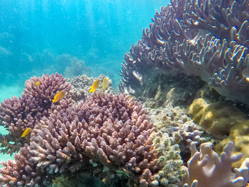 Coral in the Great Barrier Reef