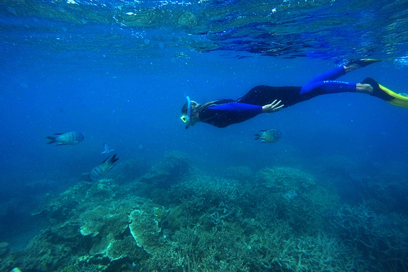 Snorkel and dive the Great Barrier Reef, Whitsundays