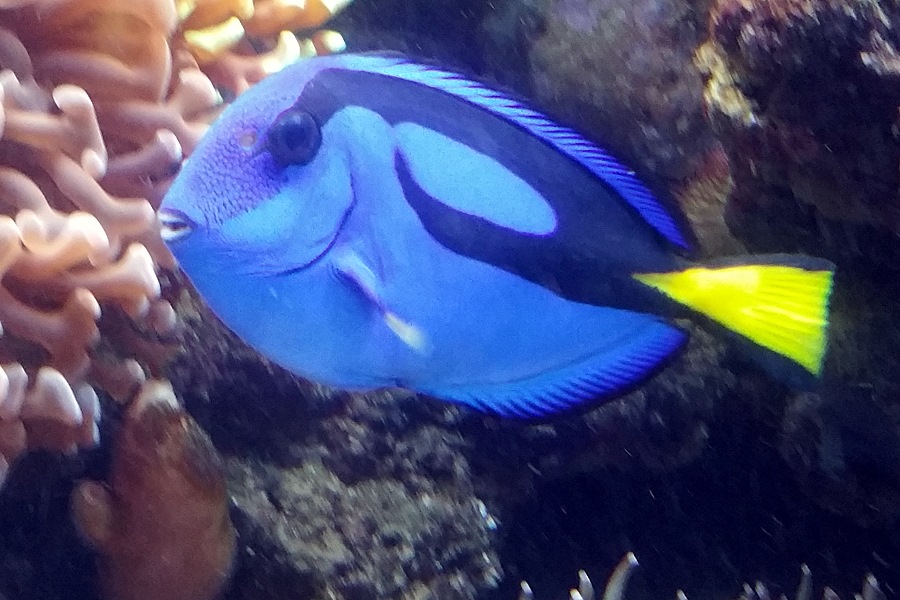 Sailing Whitsundays Hero Image For Finding Dory the Blue Tang