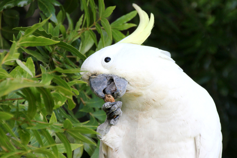 Why You Shouldn T Feed Birds