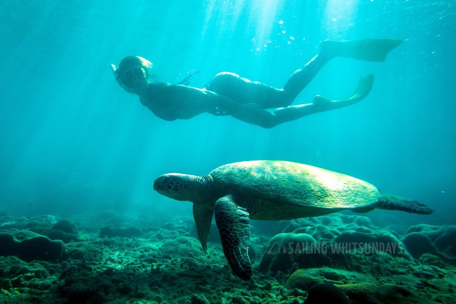 Person snorkelling alongside a sea turtle