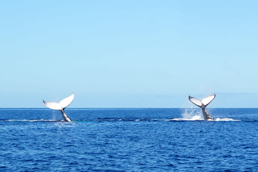 Whales in the Whitsundays