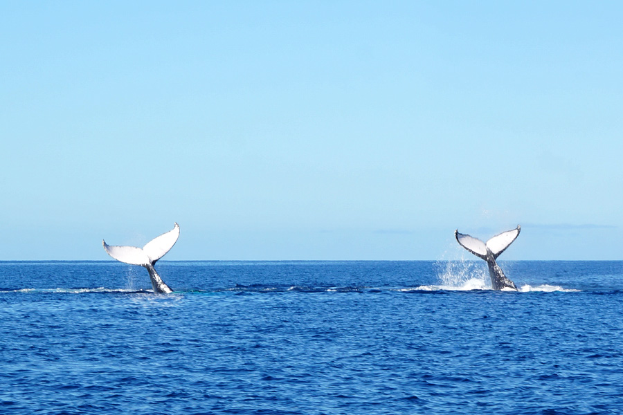 Sailing Whitsundays Hero Image For Whale Season Whitsundays 2017