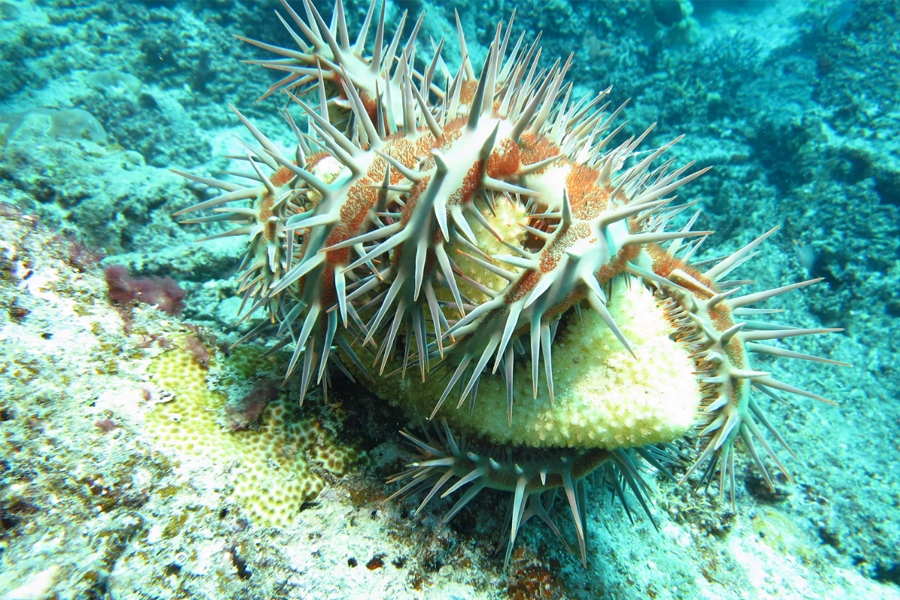 Sailing Whitsundays Hero Image For Vinegar Proves to be Solution for Crown Of Thorns Starfish