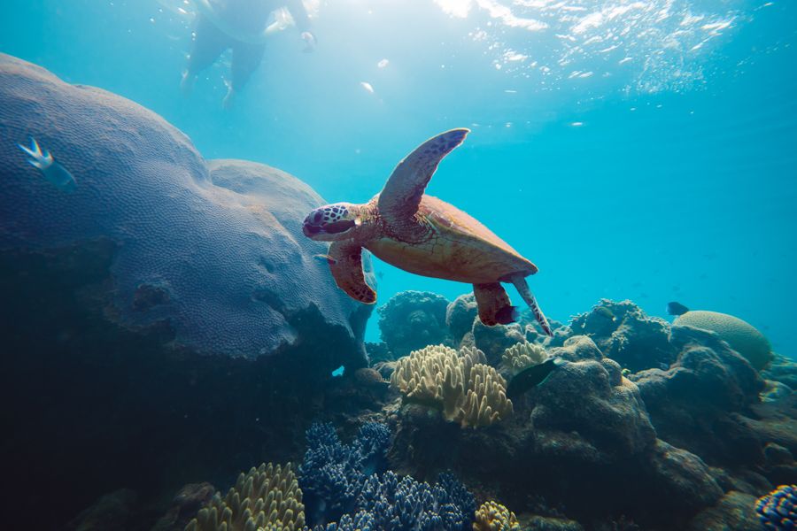 Turtle Swimming above the great barrier reef in Australia