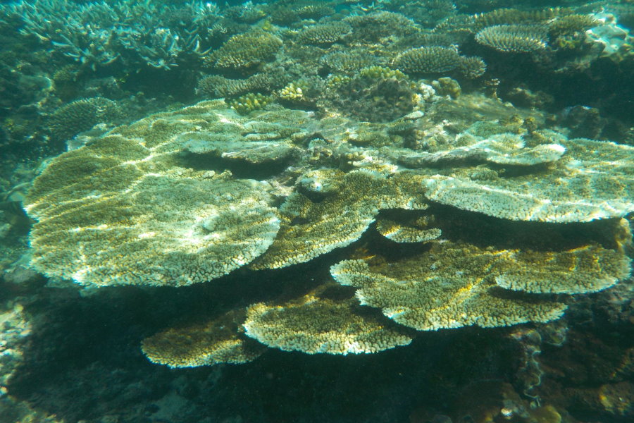 coral gardening whitsundays