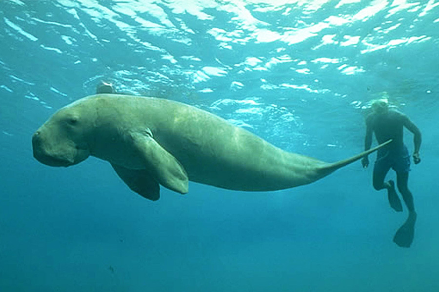 Sailing Whitsundays Hero Image For <p>Dugongs make comeback on the Great Barrier Reef</p>
