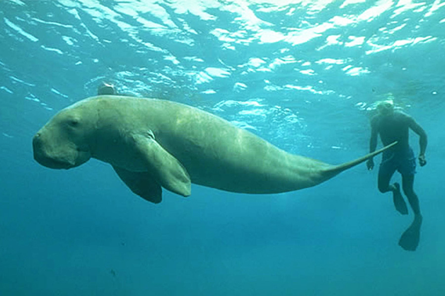 dugongs