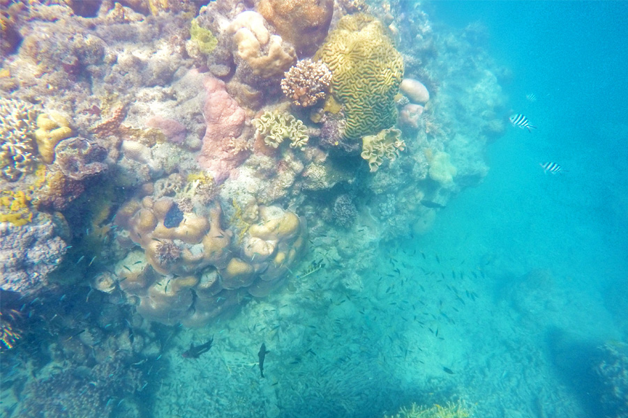 Sailing Whitsundays Hero Image For Coral Spawning on the Great Barrier Reef