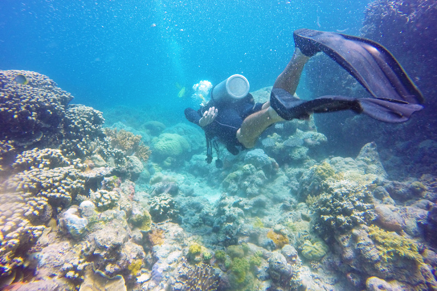 Diving in the Whitsundays