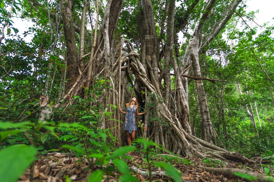 girl standing in a huge fig tree on the airlie creek track