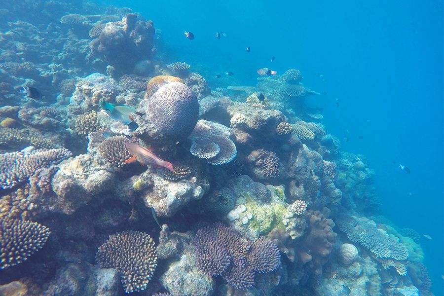 corals and fish thriving in the great barrier reef whitsundays