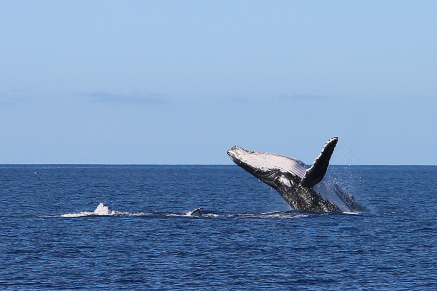 Whale Breaching in the whitsundays