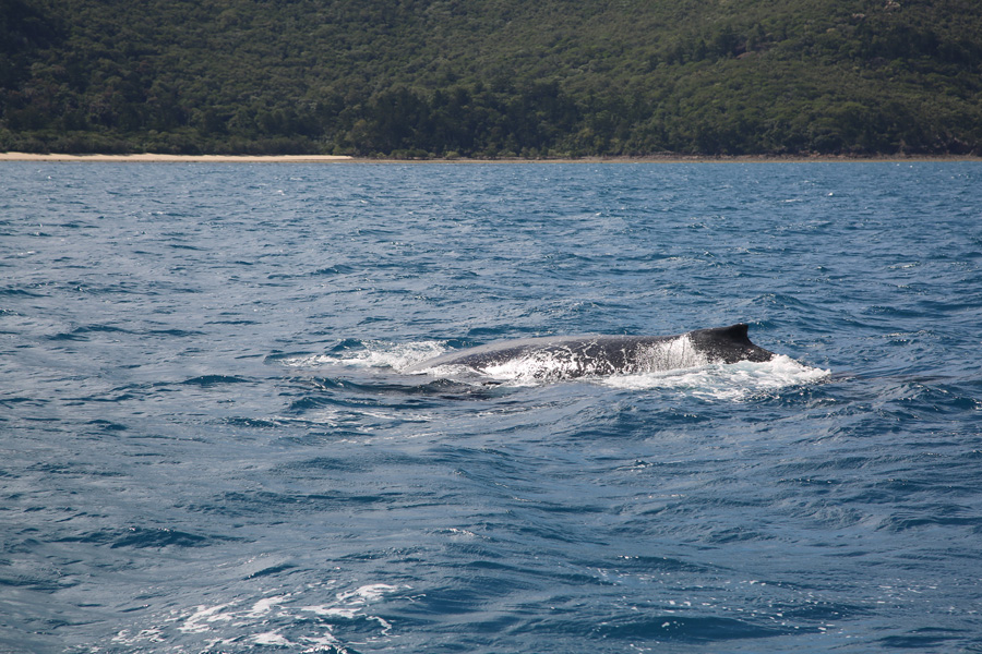 Whales in the Whitsundays