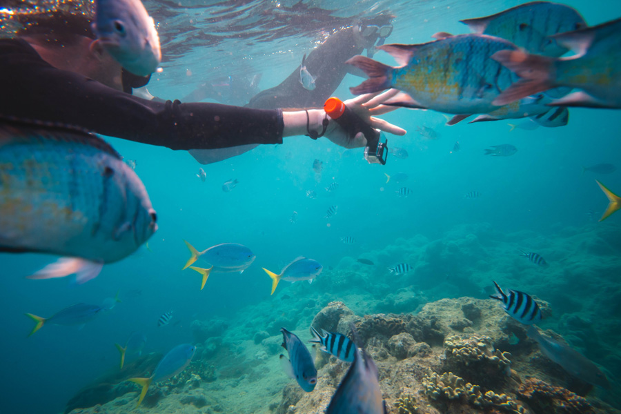 Snorkelling