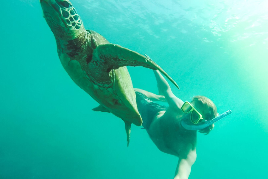 Snorkelling with a turtle