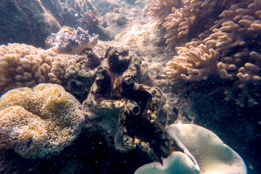 CLam, Giant Clam, Sailing whitsundays, East Coast