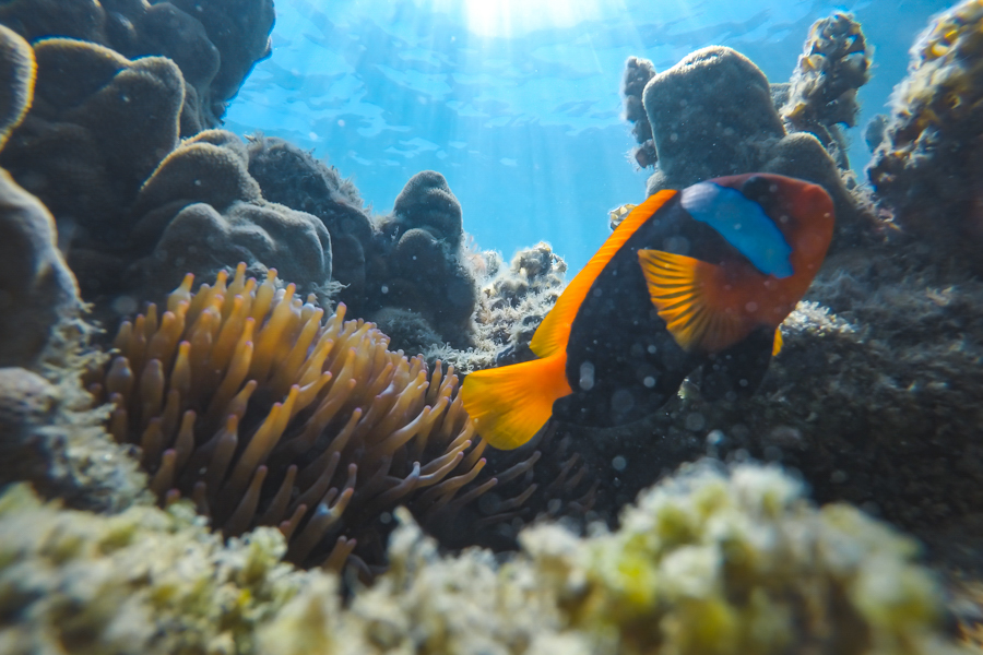 Finding nemo, Nemo, Fish whitsundays