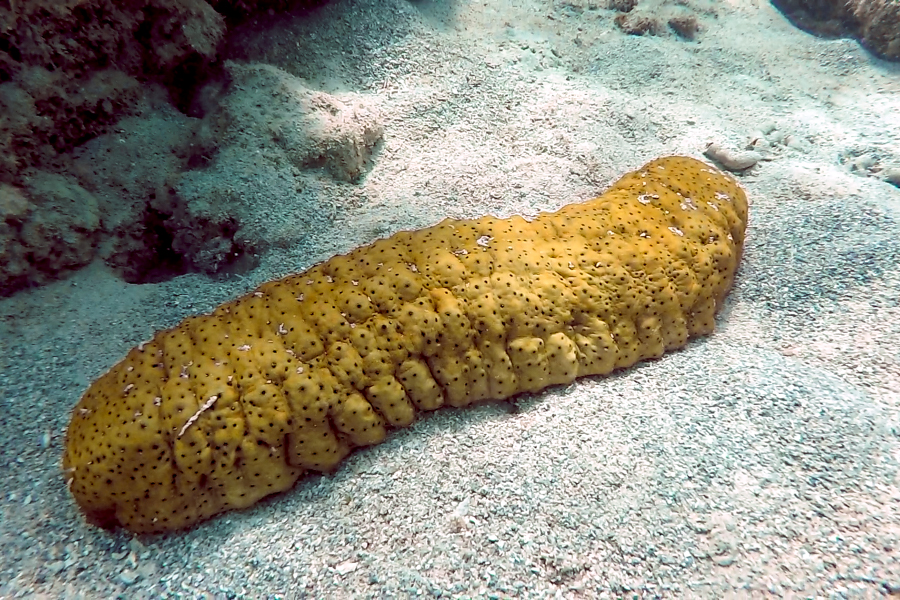 Sea Cucumber, Sailing, diving, whitsundays