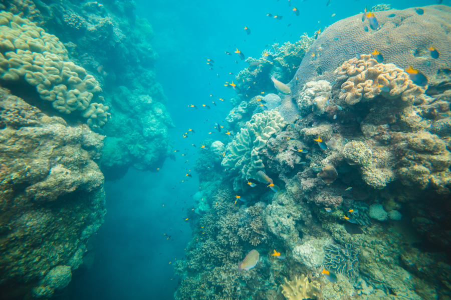 Whitsundays, coral, abundant life