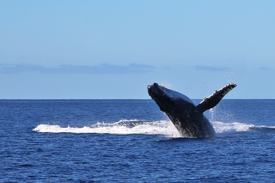 whales, wildlife, fraser island, breeding ground