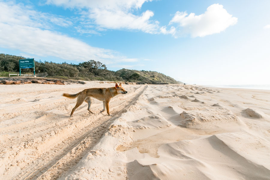 dingoes, fraser island, population,