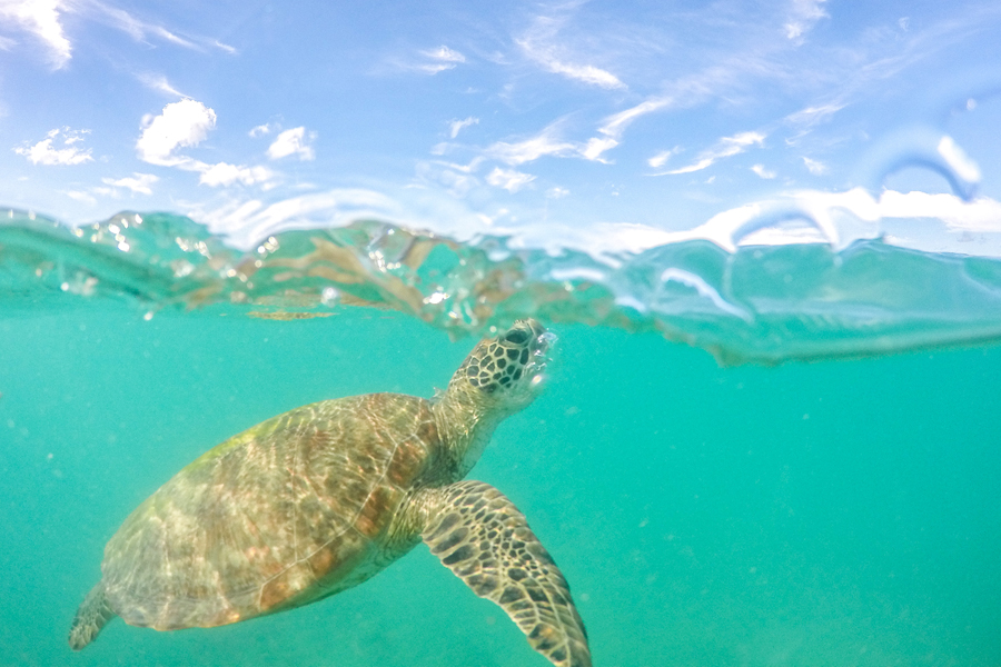 turtles, fraser island, wildlife