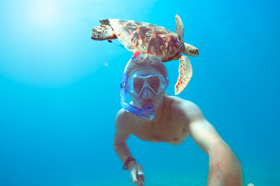 Snorkel the whitsundays, swimming with turtles