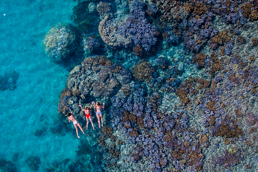 Fringing reef's whitsundays, snorkelling with the coral