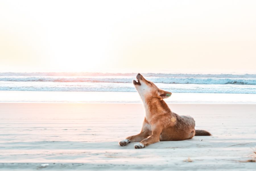 Dingo on the beach at sunrise howling at it.