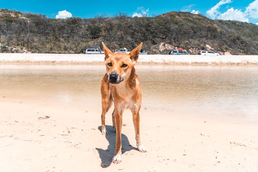 Dingo Chilling in Eli Creek