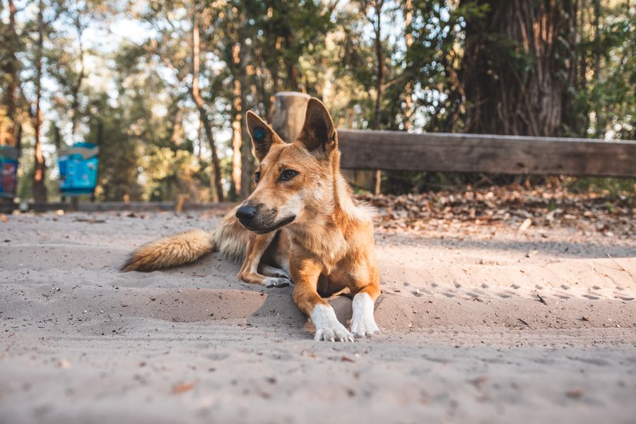 Dingo at Lake Mckenzie