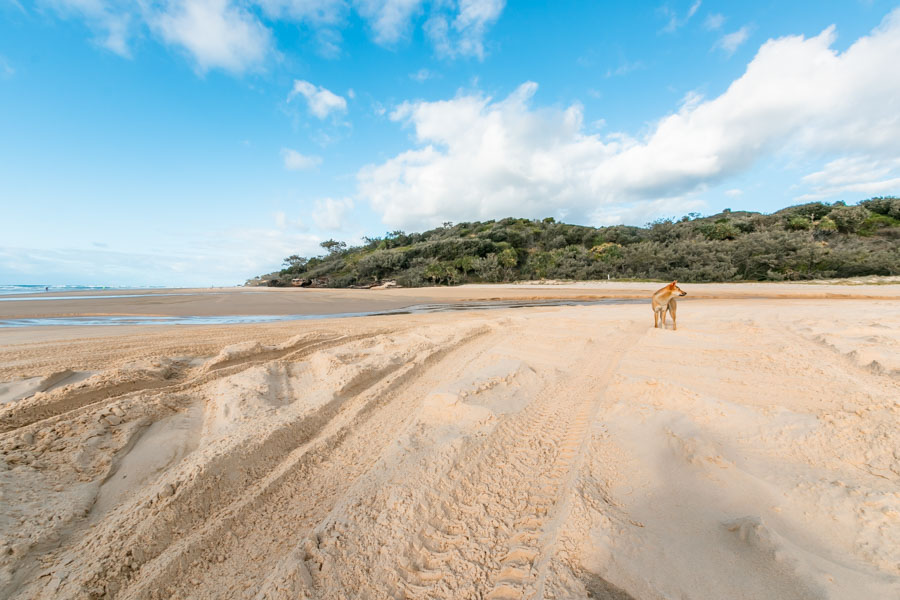 dingoes, fraser island, australia wildlife