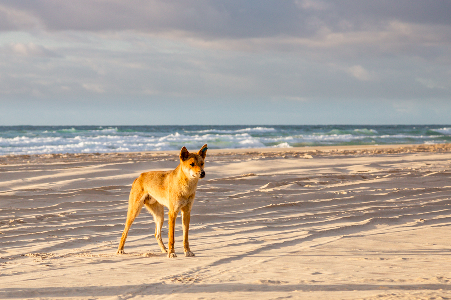 what do dingoes eat on fraser island