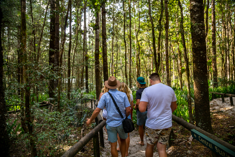 forest, fraser island, royals