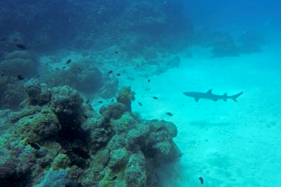 Black tip reef shark on the Whitsundays Great Barrier Reef