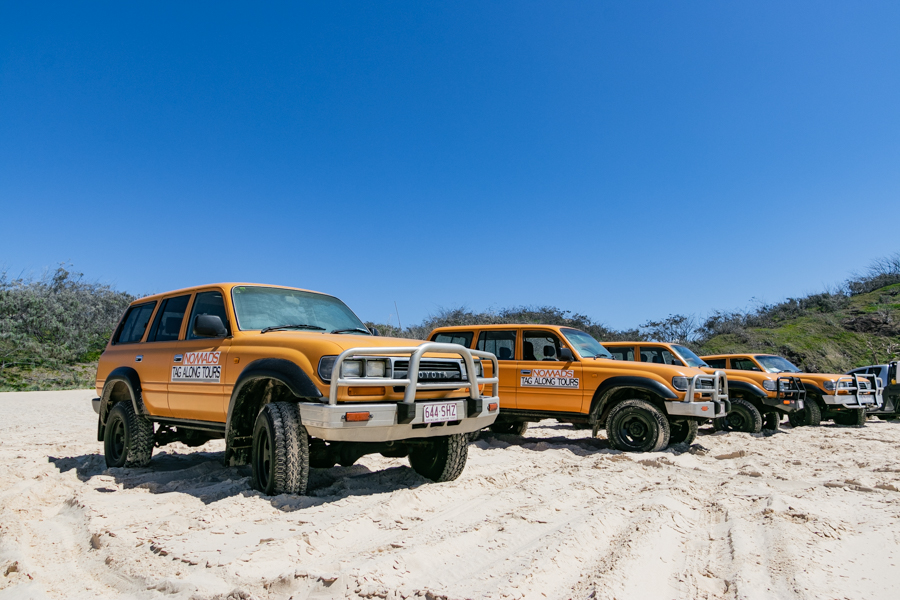 cool dingo, fraser island, overnight trip