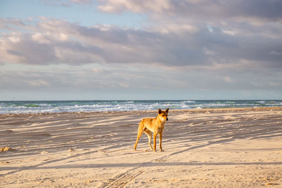 Dingo on Fraser Island