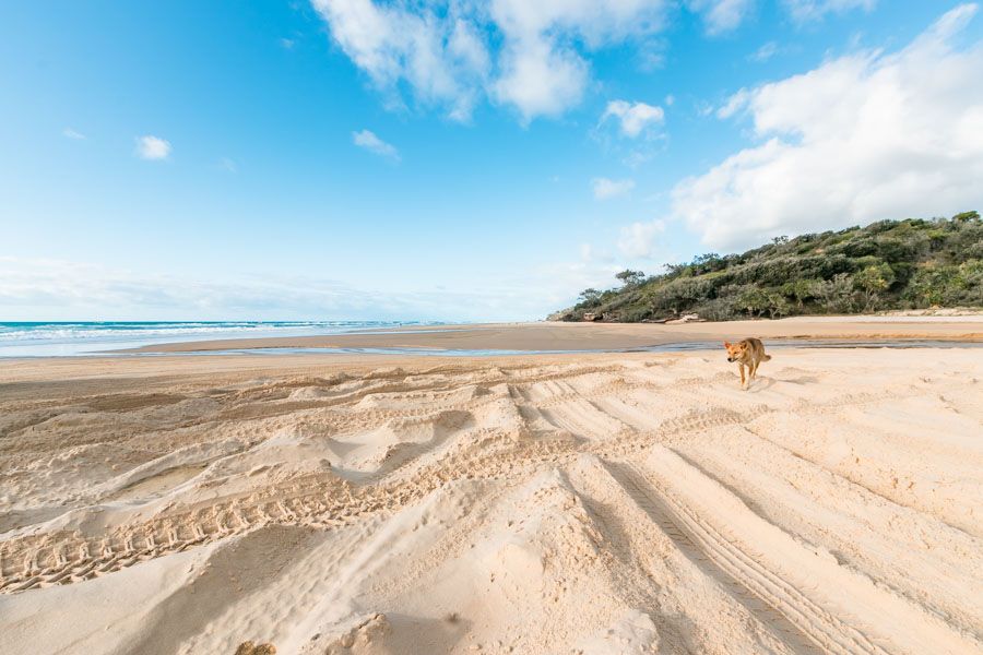 fraser island tour book