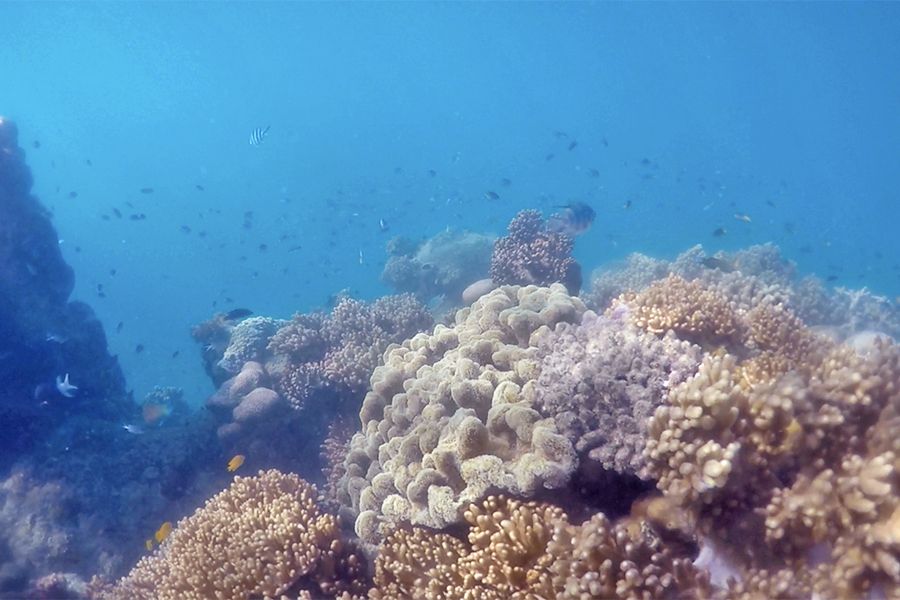 coral reef