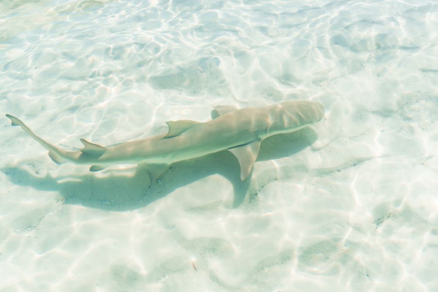 Baby lemon shark