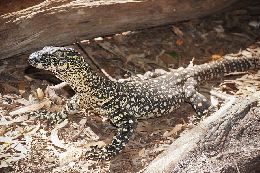 Goanna on the beach