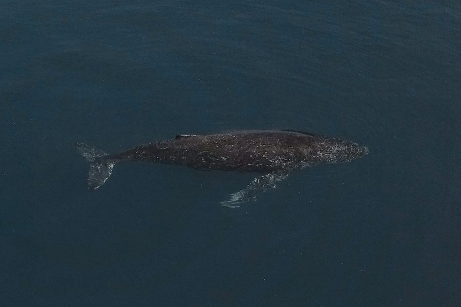 whale drifting through the calm ocean in australia