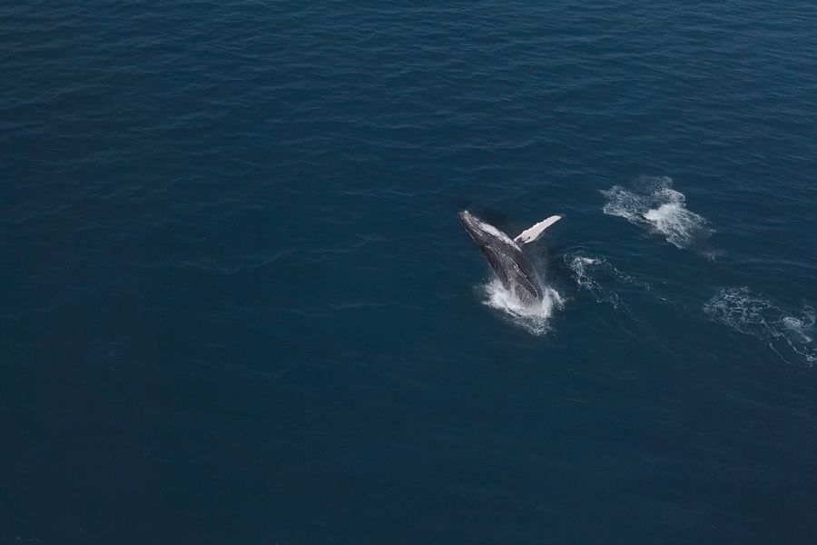 humpback whale breaching in the deep blue ocean of austraila